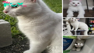 SOT.**A Deaf Cat Arrives in Search of Food and Reveals Her Golden Heart**.SOT