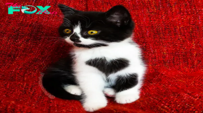 NS. Zoe: The Kitten with a Heart-Shaped Mark Who Captivated Her Humans and Stole Their Hearts