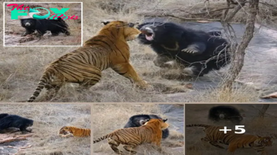 Mother Bear Defends Cubs from Tigers in Stunning Photos