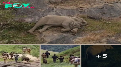 Emotional Reunion Mother Elephant and Calf Embrace After 3 Days Separation