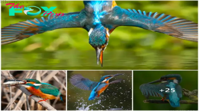 The vivid and beautiful moments of the kingfisher.