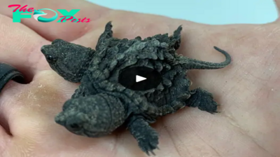 Miracle of life: Three-headed turtle hatches in South America