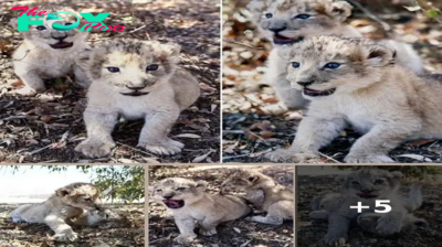 World’s First Lion Cubs Born via Artificial Insemination Ignite Conservation Hope and Debate