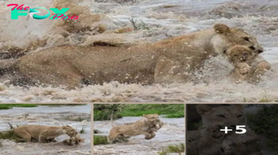 A Mother’s Courage: Lioness Rescues Cub from Raging River