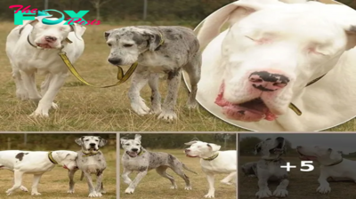 Heartwarming Bond: Blind Dog Lily and Her Loyal Companion Madison Find New Home