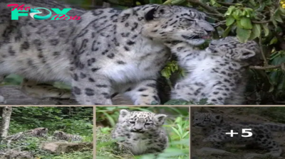 Snow Leopard Cubs Steal Hearts and Spotlight in Zoos Worldwide