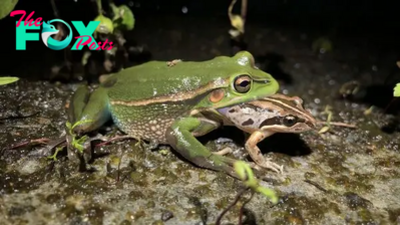 'It's risky for male frogs out there': Female frog drags and attempts to eat screaming male