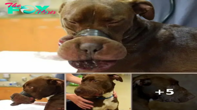 Heartbreaking: Dog Muzzled with Duct Tape Sparks Outrage Across Social Media