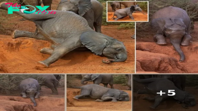 Adorable Baby Elephant Takes a Tumble During Dusty Playtime