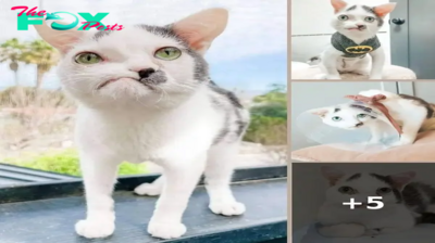 Meet the Irresistible Rescue Kitty Winning Hearts with His Crooked Snout: A Super-Special Feline Friend!