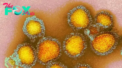 Scientists find secret 'back door' flu viruses use to enter cells