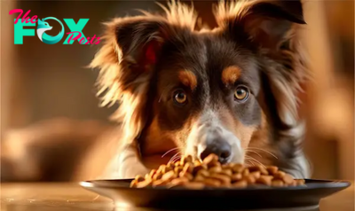 Emerging Trends in Pet Food and Nutrition Whats Best for Your Furry Friend