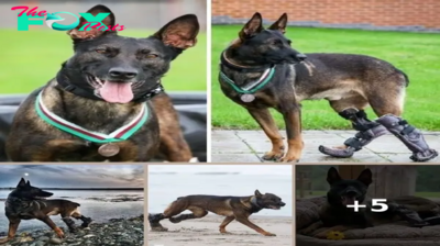 Heroic Dog Kuno Awarded Prestigious Medal for Saving British Soldiers
