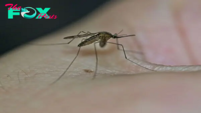 U.S. Health Departments Warn About Mosquitoes Testing Positive for West Nile Virus
