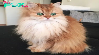 The British Long-Haired Cat: Elegance, Affection, and Timeless Beauty CB01