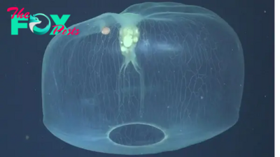 Otherworldly video captures rare jellyfish with a hitchhiker in its bell