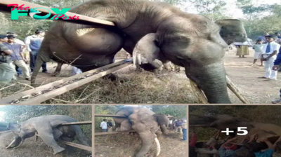 Villagers Rally to Save Trapped Elephant in Dramatic Rescue Operation