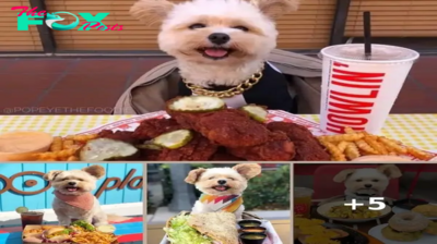 Meet Popeye: The Starving Stray Turned Foodie Furry Friend Taking LA by Storm