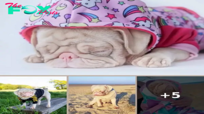 Unveiling Milkshake: The Rare Pink Pug Making Hearts Melt Worldwide