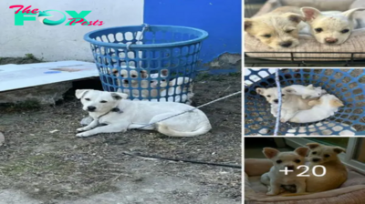 The rescue team found a dog tied to a laundry basket and soon after, they saw small eyes looking at them.hanh