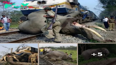 Forest Rangers and Community Rally to Save Elephant Trapped on Railway Tracks