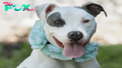 Gimme’ Shelter:  Chula at Providence Animal Control Center