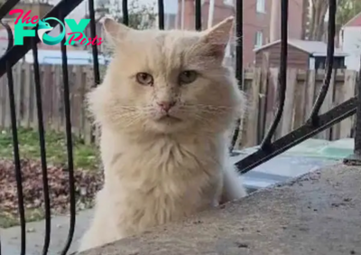 SOT.Couple Finds Lonely Neighborhood Cat: Months of Trust-Building Lead to a New Beginning.SOT