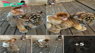 Heartwarming Bond: Baby Monkey and Tiger Cub Forge Unlikely Friendship
