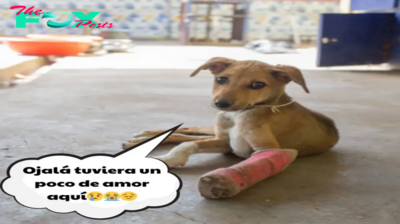 Cumpleaños de un perro errante desesperado: Trayendo esperanza y cálidos deseos.hanh