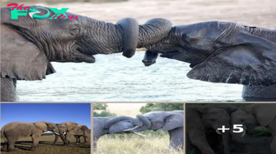 Tender Trunk Embrace: African Elephants’ Heartfelt Display of Love