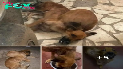 Triumph of Courage: Witness the Incredible Journey of a Starving Dog Battling a Massive Tumor