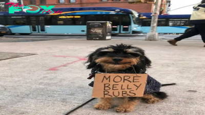 Aww The famous dog gives advice to people on how to treat dogs.