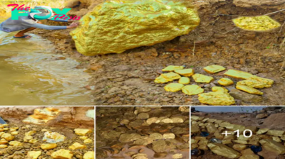 Unearthing Hidden Treasure Worth a Fortune — Gold Nuggets Discovered in Mountain Expedition.hanh