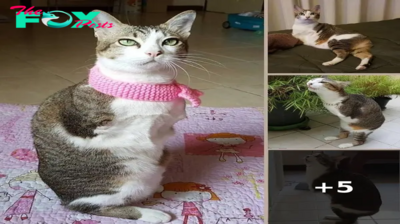 From Dino-Inspired to Two-Legged Thrive: A Cat’s Resilient Journey After an Electric Shock