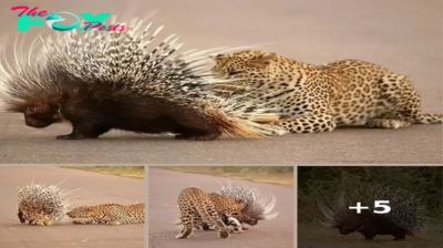 When a Leopard Met Its Match: The Epic Encounter with a Fearless Porcupine