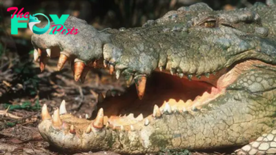 'If you can bench press a car, you are good to go': Inside the incredible bite-force of crocodiles