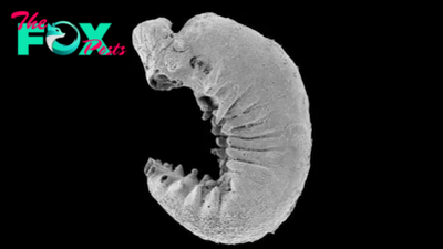 'My jaw just dropped': 500 million-year-old larva fossil found with brain preserved