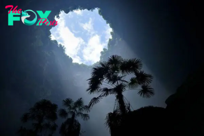 Massive sinkholes in China hold 'heavenly' forests with plants adapted for harsh life underground