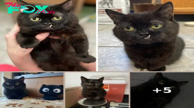 An Animal Clinic That Adopted This Black Cat, Realized He Wouldn’t Grow Much Due To Dwarfism Interview With Owner