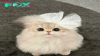 SOT.The Charismatic Daisy: An Enchanting Cat Winning Hearts on the Internet.SOT