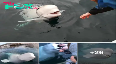 Beluga Whale Returns Phone After Woman Drops it in Sea 