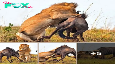 Spectacular Serenade of the Wild: Astonishing Lion Blitz Unveils Jaw-Dropping Wildebeest Demise