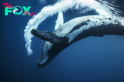 Whales: Giants of the Ocean and Key Players in Marine Ecosystems H12