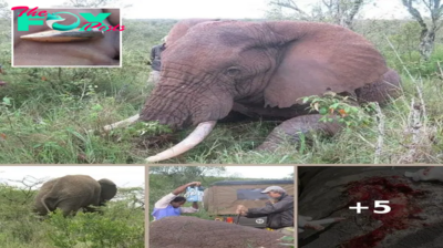 Heartbreaking Journey: Elephant’s Struggle with Severe Lameness Ends in Tragedy