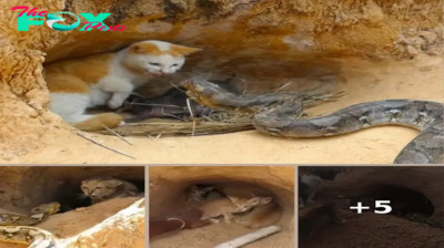 Fearless Mother Cat Battles Deadly Cobra to Protect Vulnerable Kittens While in Deep Sleep