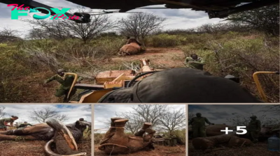 A Daring Rescue Mission: Saving a Poisoned Elephant in Tsavo Conservation Area