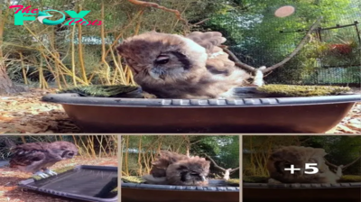 Sweet little owl enjoying her birdbath before flying into the day