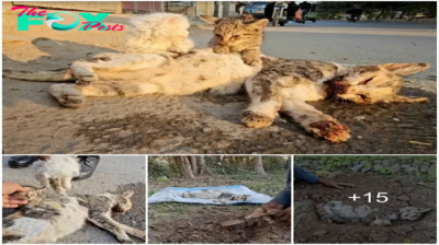 Heart-Wrenching Scene: Two Cats Refuse to Abandon Lifeless Mother, Touched Millions with Their Tears