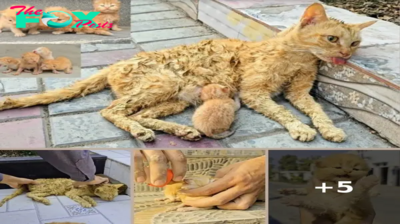 A man helped a dying cat and her kittens. You won’t believe what happened next