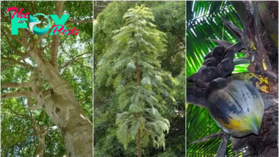 3 remarkable trees: A living fossil, a deadly canopy, and the world's biggest seeds that were once mounted in gold by royals